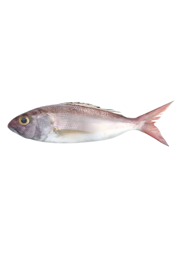 Crimson Jobfish | Khopra Machli (کھوپرا مچھلی)