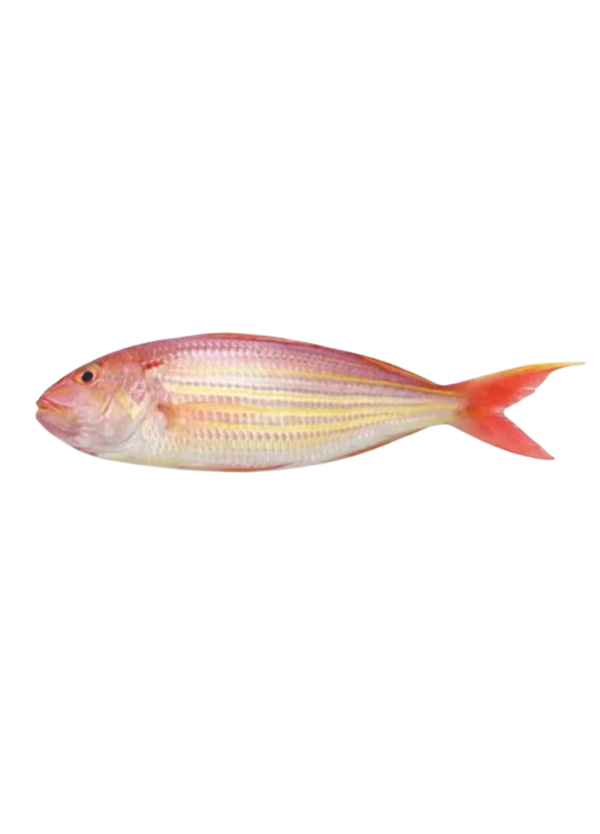 Threadfin Bream | Chakori Machhli (چاکوری مچھلی)