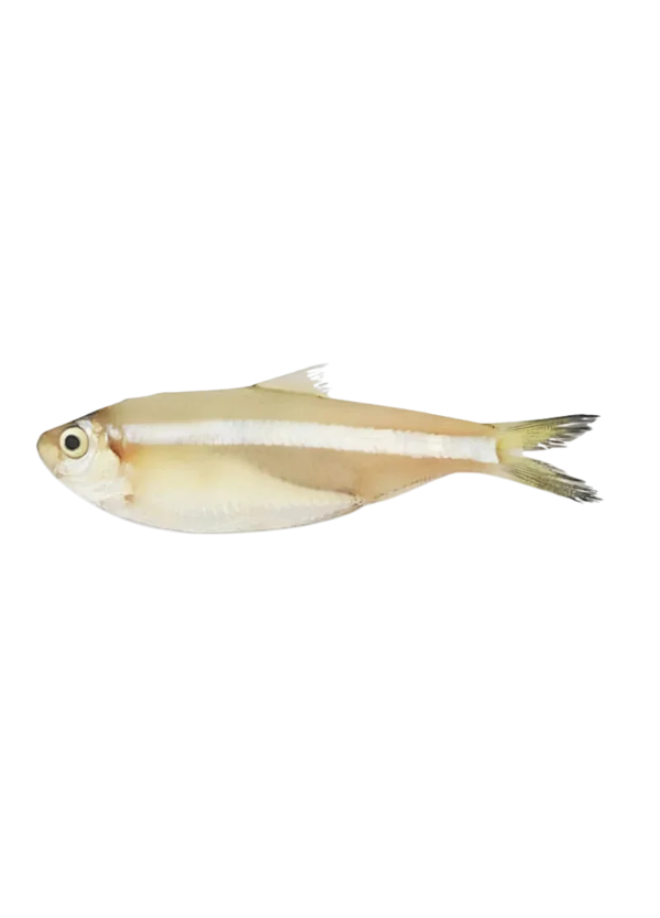 White Sardine | Mittu Machhli (مِٹو مچھلی)