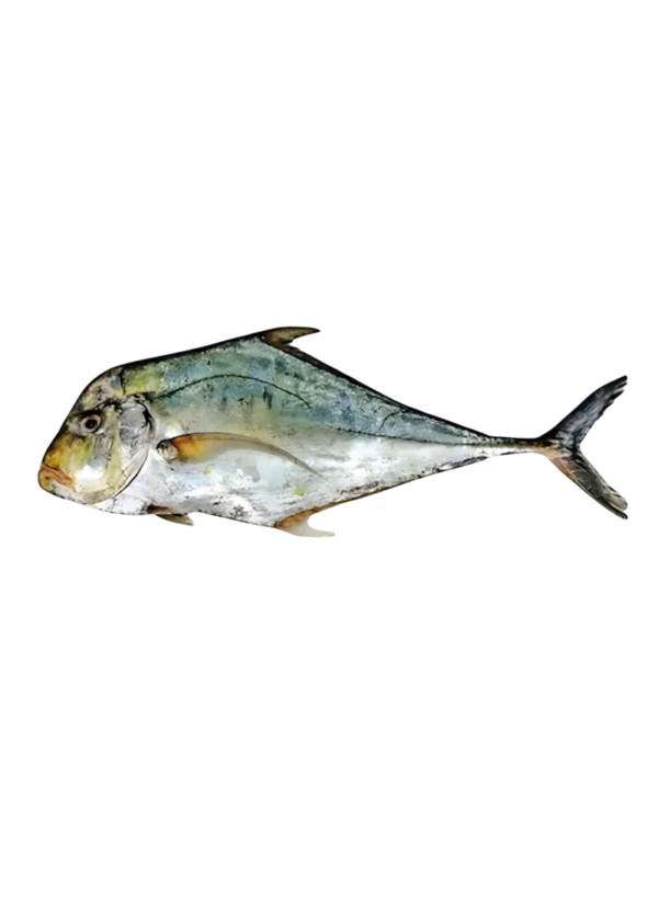 Diamond Trevally | Pattal Machhli (پٹّل مچھلی)