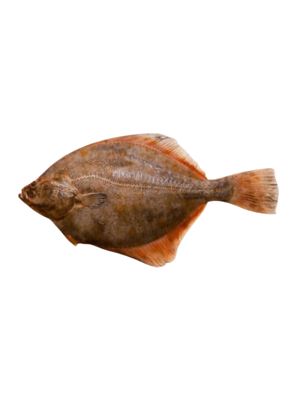 Halibut | Hajjam Machhli (حجّام مچھلی)