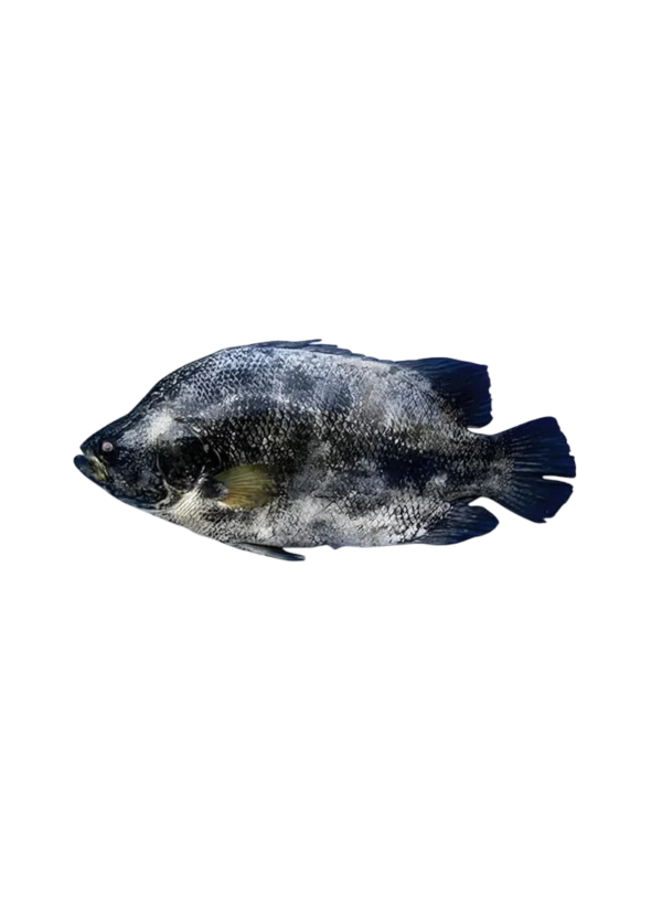 Tripletail | Dai Machli (ڈائی مچھلی)