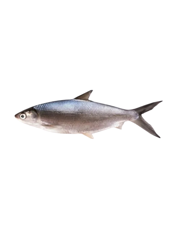 Milk Fish | Sulemani Machhli (سلیمانی مچھلی)