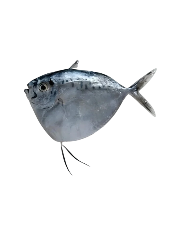 Moonfish | Chandni Machhli (چاندنی مچھلی)