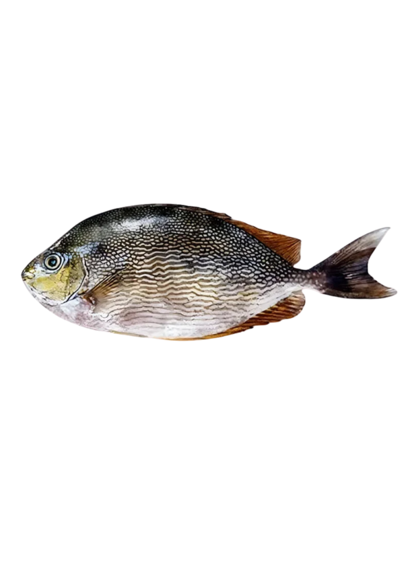 Rabbit Fish | Safi Machhli (سافِی مچھلی)