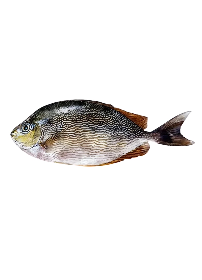 padded-29511-1788606665655 Rabbit Fish | Safi Machhli (سافِی مچھلی) - Image 1